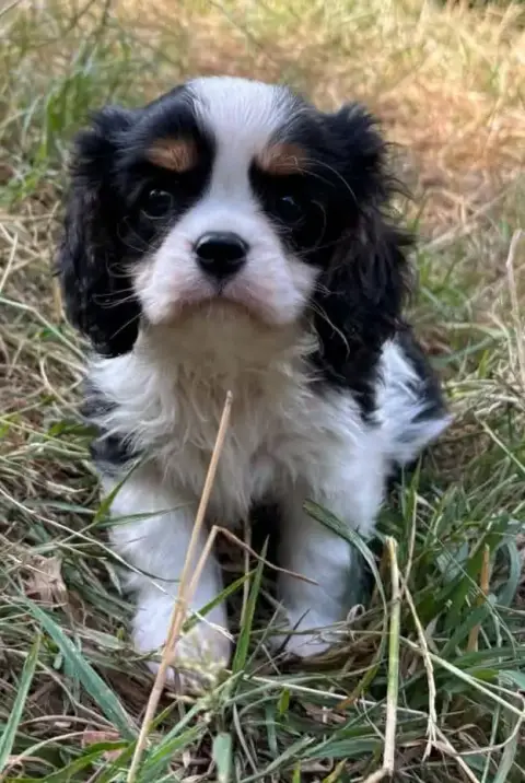 Cavalier King Charles Spaniel 
                       91c3b