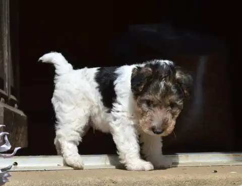 Fox Terrier Poil Dur  Boogie Woogie Du Jardin D'Inuko 1d2b9 photo 2
