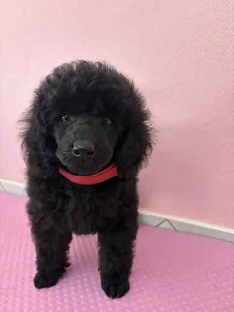 Caniche  Chiot N°1 Generation Top