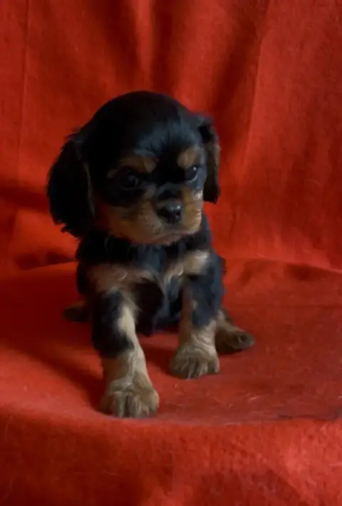 Cavalier King Charles Spaniel  Chiot N°1 Du Souvenir  16be4