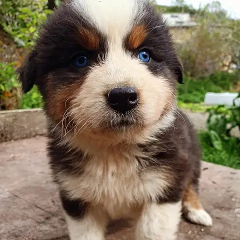 Berger Australien  Chiot N°9 De La Campagne De Poupie c55eb photo 3