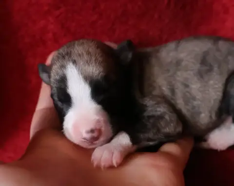 Whippet  Chiot N°3 Dear Sweety