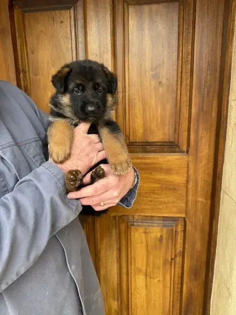 Berger Allemand  Chiot N°6 Des Sentiers Des Alpilles e6416