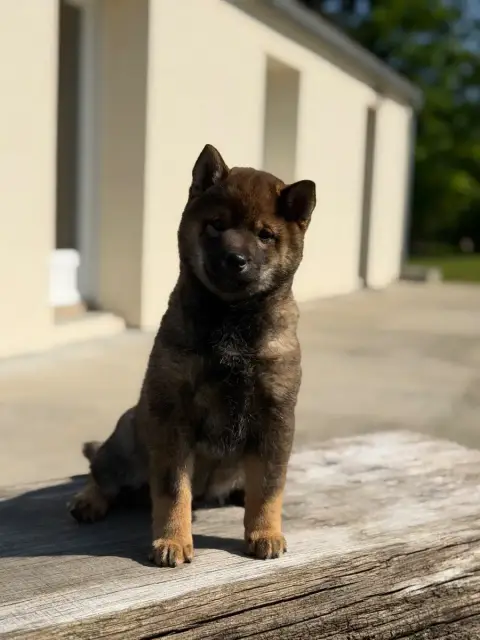 Shiba photo 2