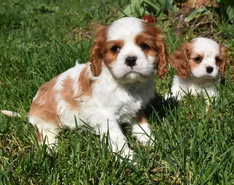 Cavalier King Charles Spaniel  Baloo photo 2