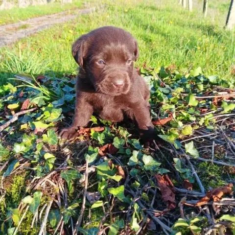 Labrador Retriever  Chiot N°2 Du Prieur De La Roche 8e935