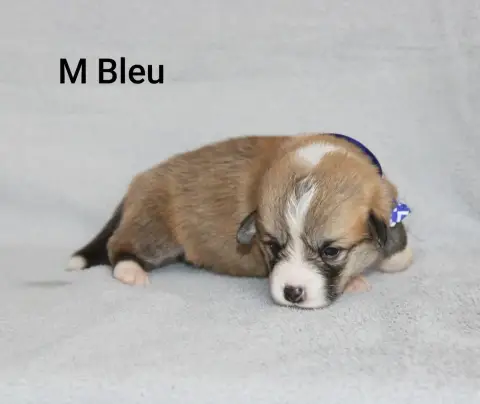 Adopter Welsh Corgi Pembroke 
                        Mr Bleu 4e90a