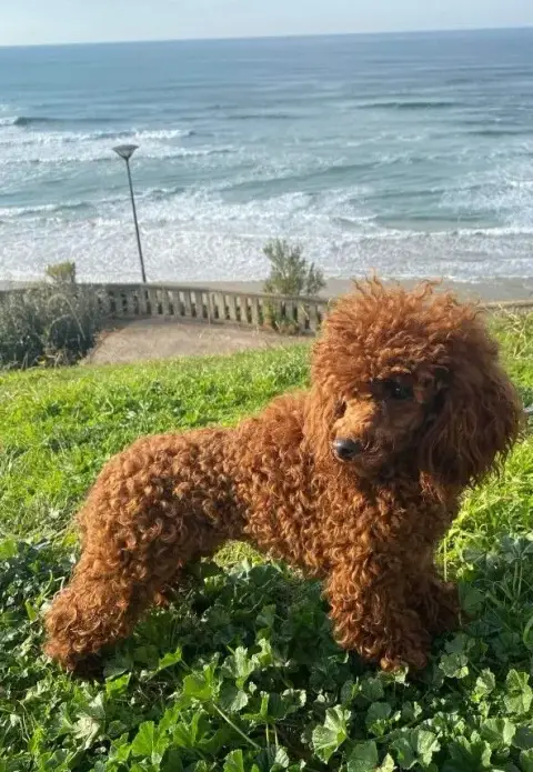 Caniche  Barnie photo 3