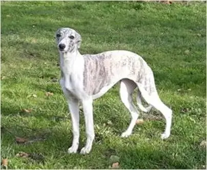 Whippet  Chiot 1 Du Haras Eclair Horside'Whip photo 3