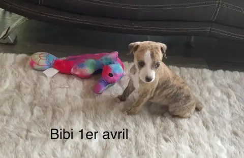 Whippet  Bibi Du Domaine De Peyrazet photo 3