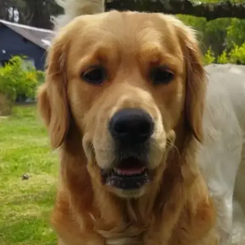 Chiots Golden Nés Le 5 Juin