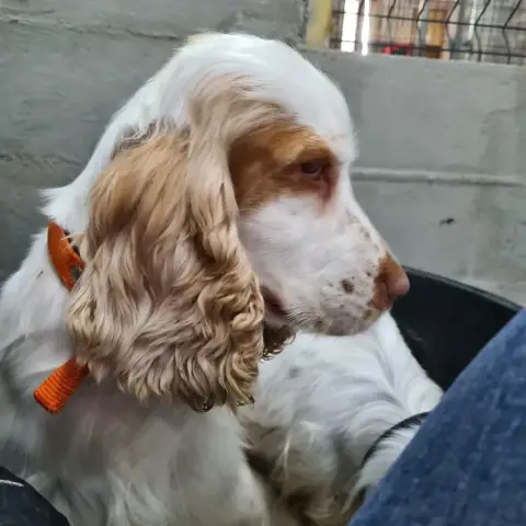Cocker Spaniel Anglais  Prénom Libre Des Terres Des F 1ade8 photo 3