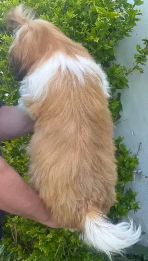 Shih Tzu  Arya Des Merveilles D'Oceane photo 3