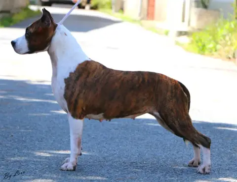 American Staffordshire Terrier  Blazing Belle De Rock 29fa6 photo 3