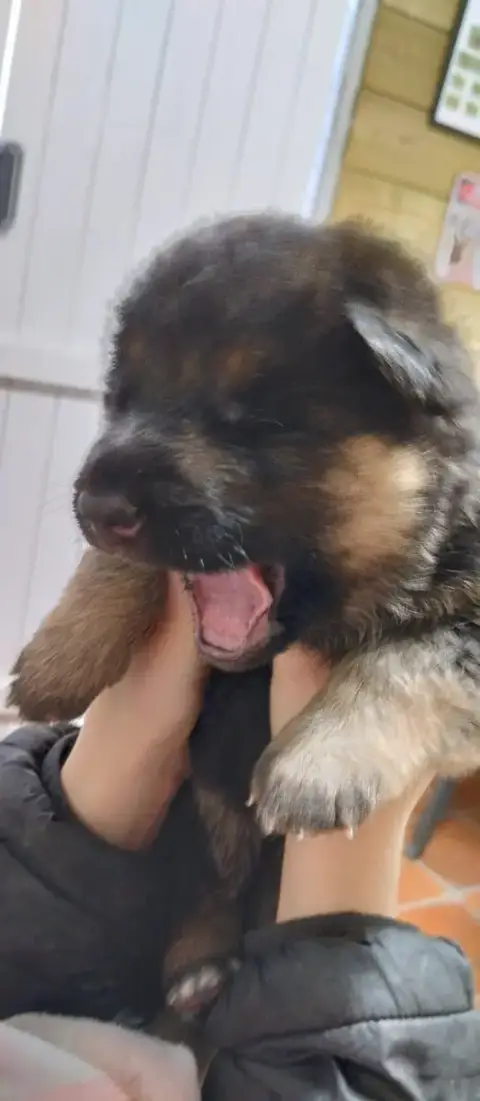 Berger Allemand  Black Du Fort De Plappeville