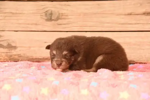 Chien Finnois De Laponie 
                        Chi 21305