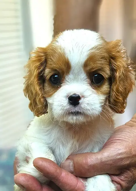 Cavalier King Charles Spaniel  Bianca Of Little By Li 50d4d