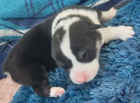 Welsh Corgi Pembroke  Bumblebee