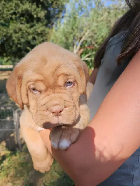 Adopter Dogue De Bordeaux 
                        Collier Ro 4397f