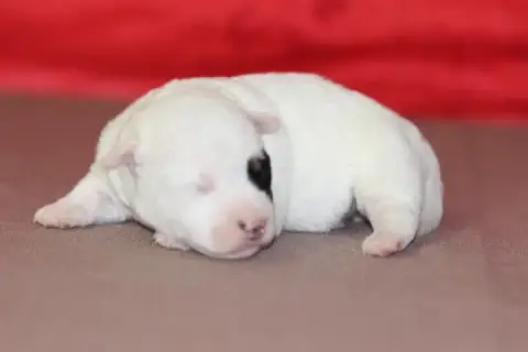 Jack Russell Terrier photo 3