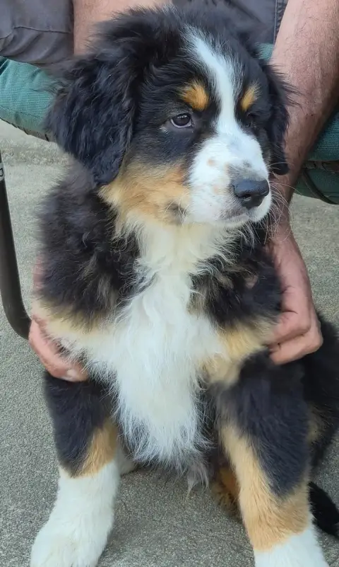 Berger Australien  Chiot N°1 Des Plaines D'Alexoanne cccef photo 3