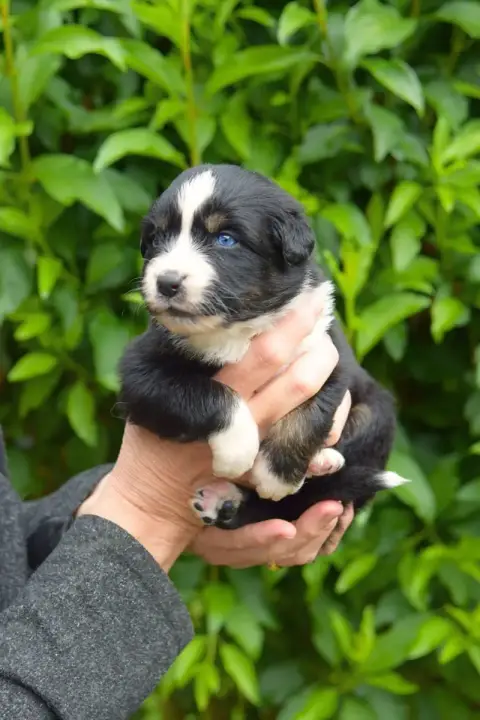 Berger Australien  Bohem Red Aussie'Rise photo 2