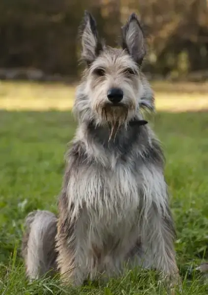 Berger De Picardie  Chiot N°1 Des Brumes De Sirius photo 3