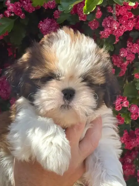 Shih Tzu  Barbidul De La Baronnerie Des Cuillerdier 19ef2 photo 2
