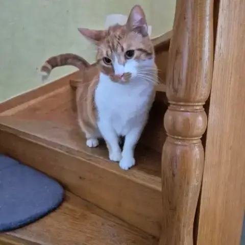 Chat Xena À L Adoption
