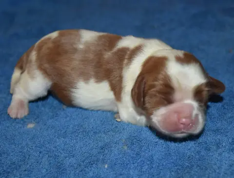 Cavalier King Charles Spaniel  Femelle Blenheim De La 2d694