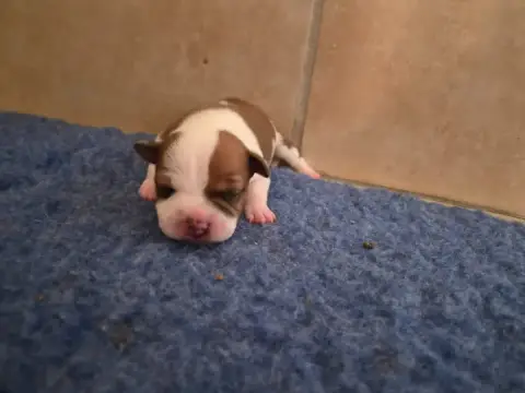 Staffordshire Bull Terrier  Chiot 6 De Gaia Vlka
