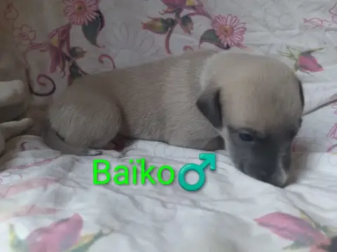 Whippet  Baïko Hakuna'Matata Kipepeo photo 3