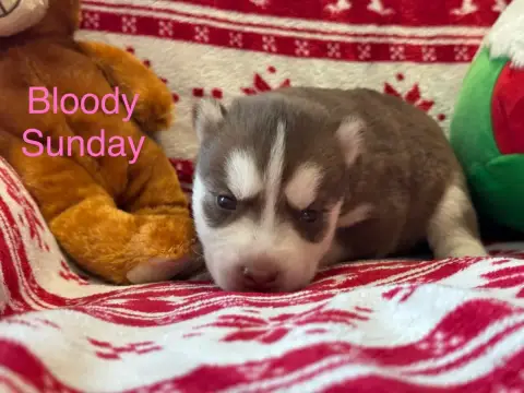 Siberian Husky  Bloody Sunday Mahigan