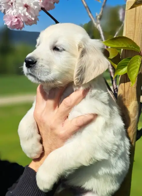 Golden Retriever  Bacchus photo 3