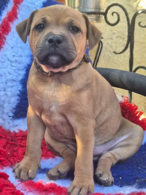 Staffordshire Bull Terrier 
                        B 1694f