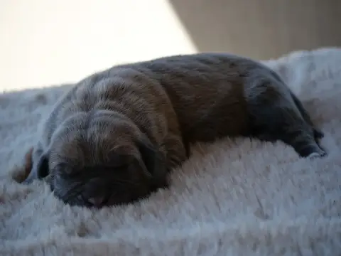 Cane Corso  Chiot 1 Des Monts D'Ardeche photo 3