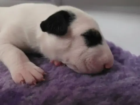 Bull Terrier photo 2