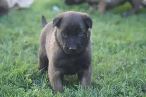 Berger Belge  Chiot 3 Des Terres D'Arès