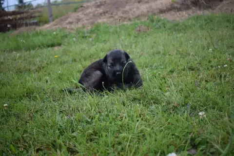 Berger Allemand Poil Long  Chiot N°8 Une Patte De Dia 17ba3