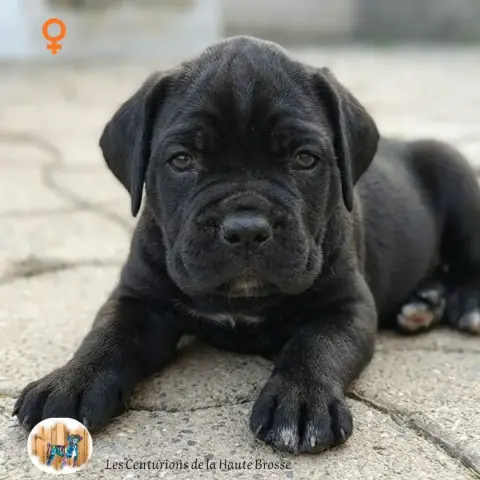 Cane Corso  Collier Orange Des Centurions De La Haute 700ec