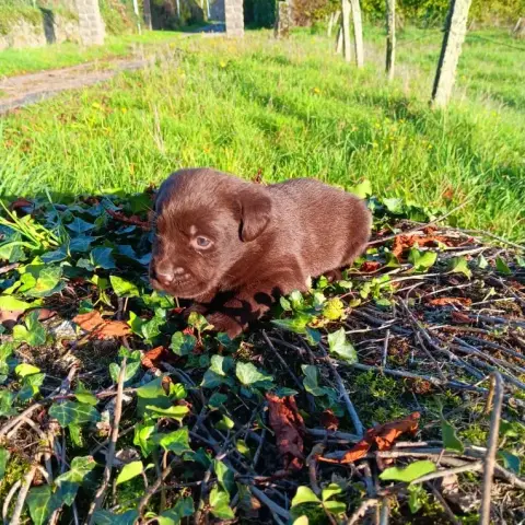 Labrador Retriever  Chiot N°5 Du Prieur De La Roche 2182b