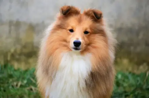 Shetland Sheepdog  Chiot N°1 photo 2