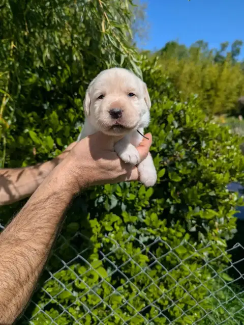 Labrador Retriever photo 2