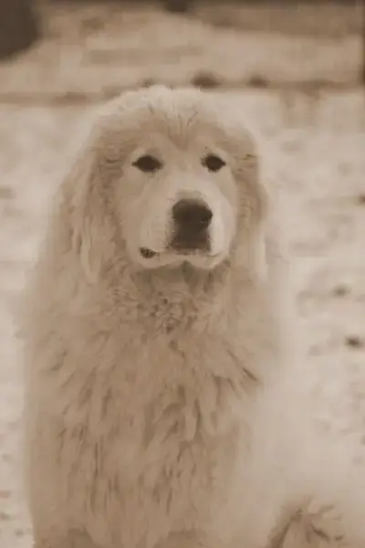 Chien De Montagne Des Pyrenees  F 3 Du Domaine Des Du b8d8d photo 3