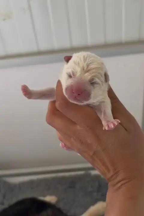Shiba  Chiot 1 Du Bois De Compiègne
