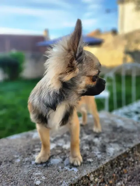 Chihuahua  Archie Arrow Mes Bebes De Presbytere photo 2