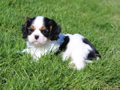 Cavalier King Charles Spaniel  Chiot N°4