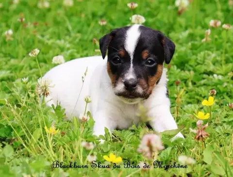Parson Russell Terrier  Blackburn Skua Du Bois De Mor 48db4