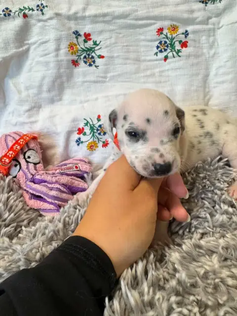 Dalmatien  Collier Orange Des Gardiennes De La Vallée 47b2e