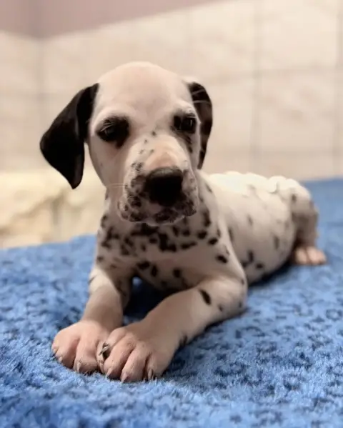 Dalmatien  Chiot N°6 Valma'S Signature